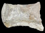 Mosasaur (Platecarpus) Dorsal Vertebrae - Kansas #54522-1